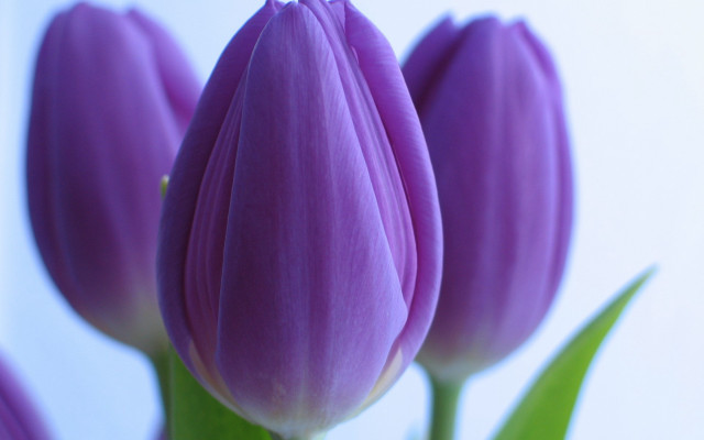 Purple flower macro green leaves free wallpaper - medium preview image