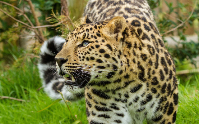 Leopard walking open mouth animals free wallpaper - medium preview image