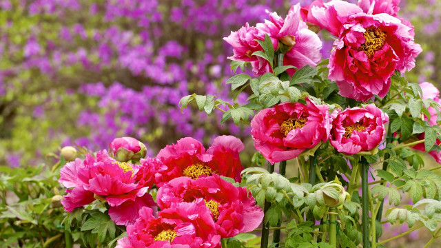 Pink flowers purple background bouquet free wallpaper - medium preview image