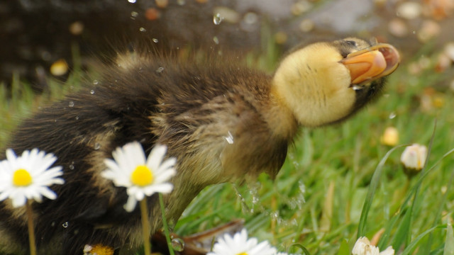 Duckling grass daisies water droplets free wallpaper - medium preview image