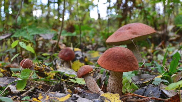 Mushrooms woods autumn macro blurry free wallpaper - medium preview image