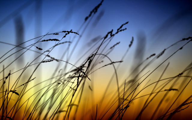 Grass sunset macro baretree cloud free wallpaper - medium preview image
