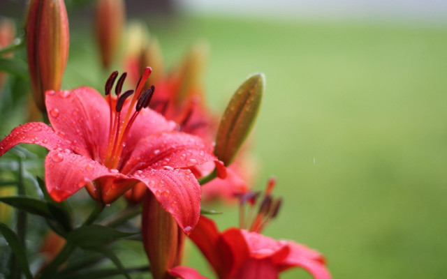 Pink hibiscus water droplets bokeh free wallpaper - medium preview image
