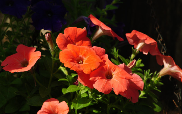 Flower vase table fence summer free wallpaper - medium preview image