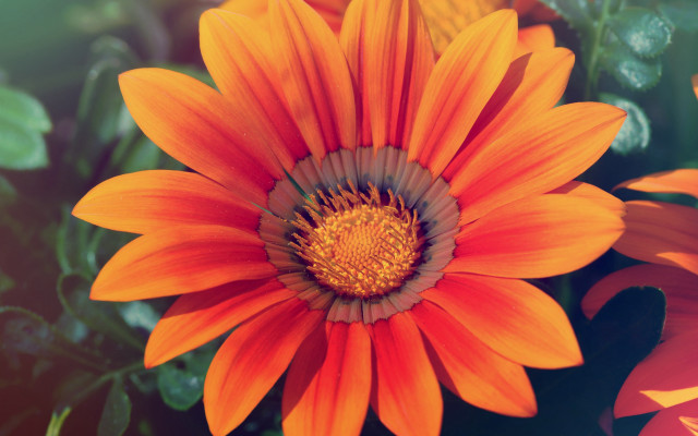 Bright orange flower green yellow free wallpaper - medium preview image