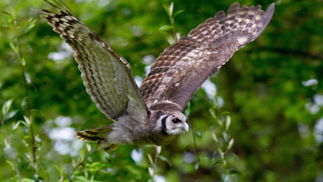 Bird flying forest leaves bokeh free wallpaper - medium preview image