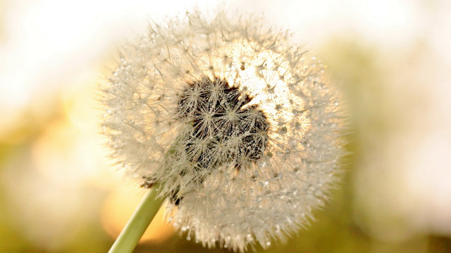 Dandelion blurry background macro bokeh free wallpaper - medium preview image