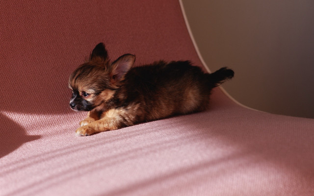 Small dog pink couch paw free wallpaper - medium preview image