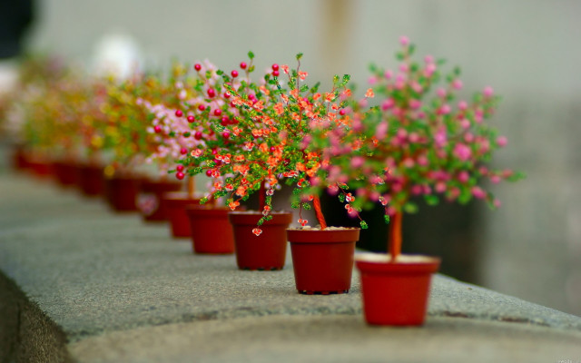Red pots pink flowers ledge free wallpaper - medium preview image