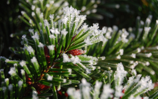 Pine snow christmas bokeh deer free wallpaper - medium preview image