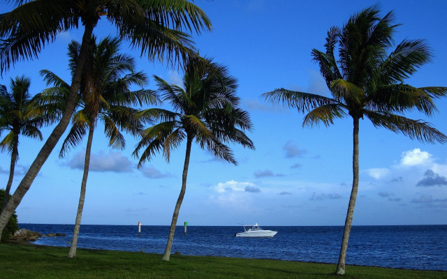 Boat palm trees ocean sunny free wallpaper - medium preview image