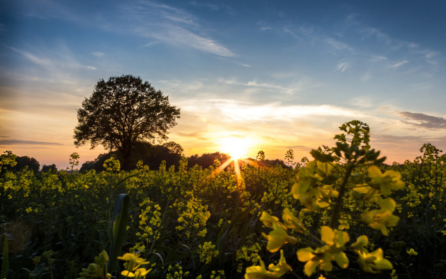 Sunset tree field clouds ocean free wallpaper - medium preview image