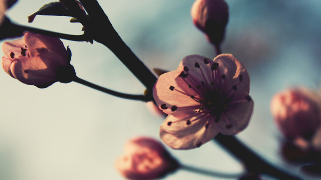 Flower closeup branch sky macro free wallpaper - medium preview image
