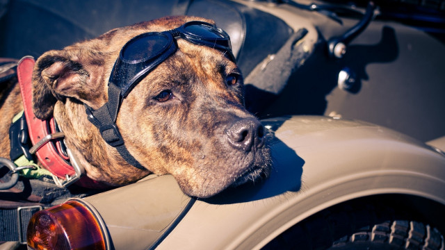 Dog sunglasses hat car lay free wallpaper - medium preview image