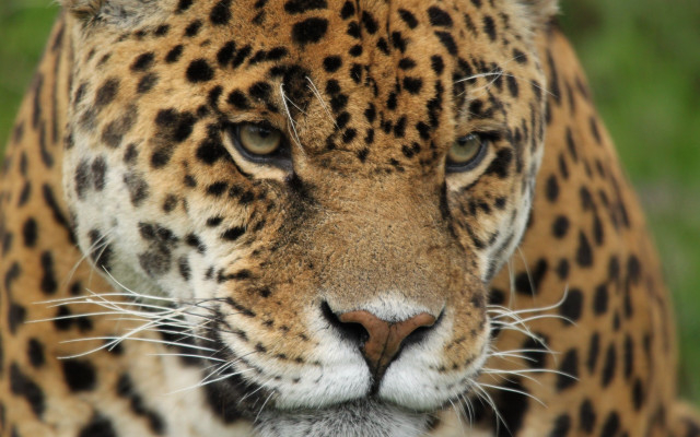 Leopard closeup naturalism sharp focus free wallpaper - medium preview image