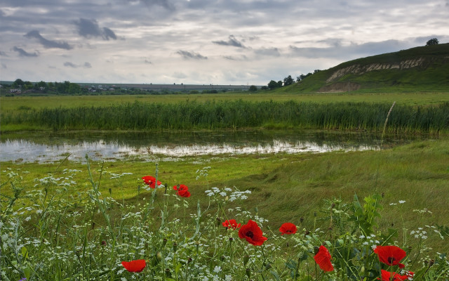 Red flower pond cloudy sky free wallpaper - medium preview image