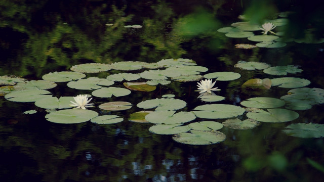 Pond lilies reflection ecological impressionist free wallpaper - medium preview image