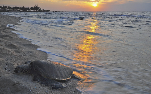Turtle beach sunset reflection ocean free wallpaper - medium preview image