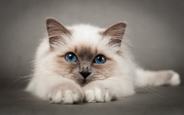 White cat blue eyes laying #6 free wallpaper - medium preview image