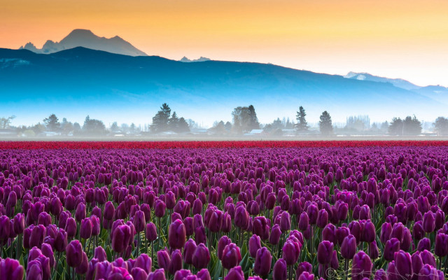 Purple flower mountain sunset foggy free wallpaper - medium preview image