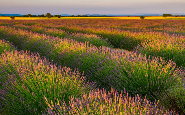 Lavender field sky trees clouds #2 free wallpaper - medium preview image