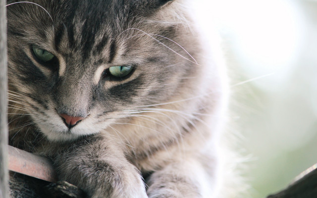 Sad cat green eyes on free wallpaper for desktop - medium preview image