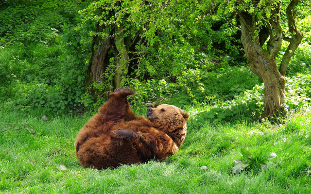Brown bear furry art dappled free wallpaper - medium preview image