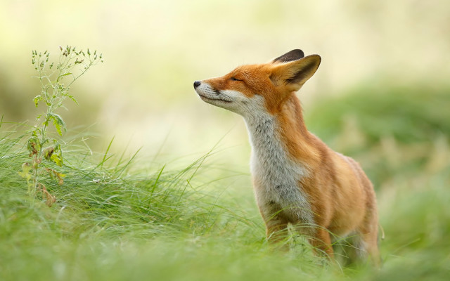 Red fox looking up blurry free wallpaper - medium preview image