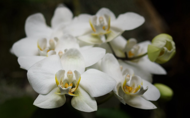 White flowers yellow centers garden #3 free wallpaper - medium preview image