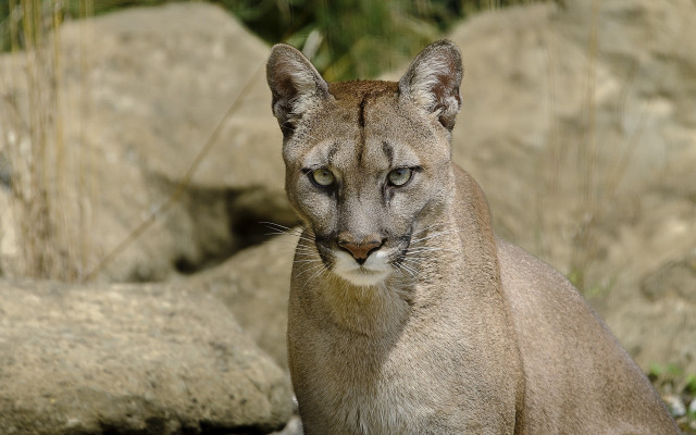 Mountain lion rocks grass carlos free wallpaper for desktop - medium preview image