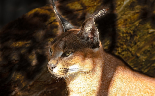 Cat rock tree mossy wall free wallpaper - medium preview image