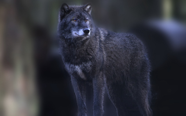 Wolf backlit night forest focus free wallpaper - medium preview image
