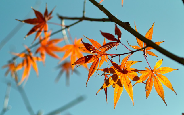 Orange leaves blue sky branch free wallpaper - medium preview image