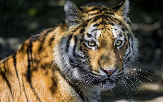 Tiger eyes blurry background wildlife free wallpaper - medium preview image