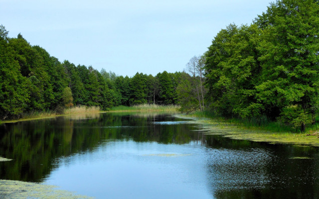 River forest lake nature path free wallpaper - medium preview image