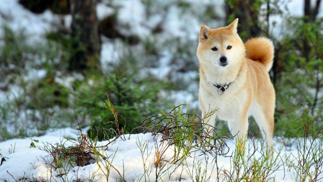 Dog snow forest trees shibainu free wallpaper - medium preview image