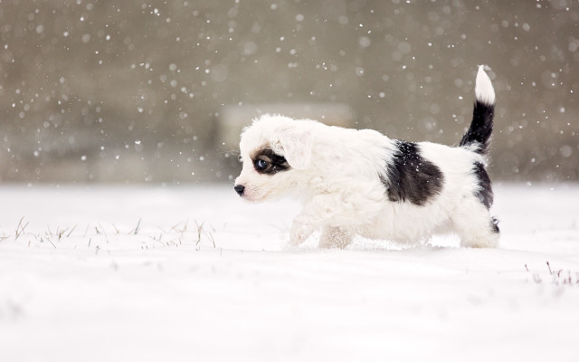 White dog snow falling impressionism free wallpaper - medium preview image