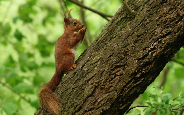 Squirrel tree limb looking up free wallpaper - medium preview image