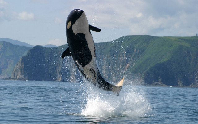 Orca jumping mountains water aurora free wallpaper - medium preview image