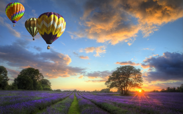 Sunset hotairballoons field tree mountain free wallpaper - medium preview image
