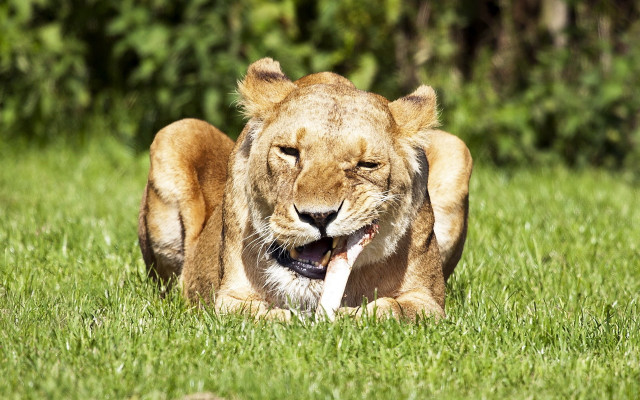 Lion grass laying open mouth free wallpaper - medium preview image