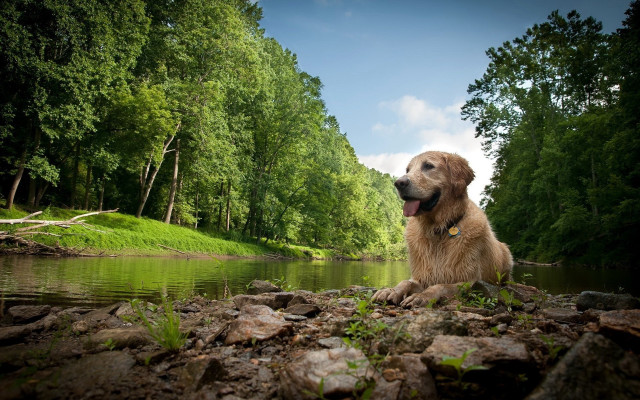 Dog rocks river trees clouds free wallpaper - medium preview image