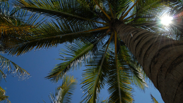 Palm tree sunshine leaves blue #2 free wallpaper - medium preview image
