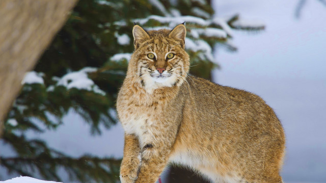 Lynx snowy background tree outdoors free wallpaper - medium preview image