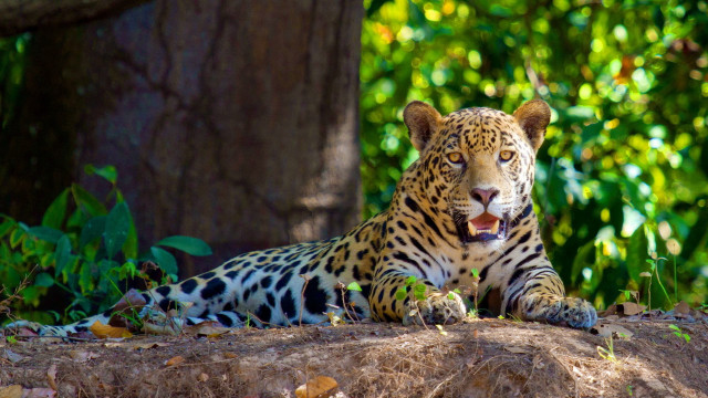 Leopard shade tree open mouth free wallpaper - medium preview image