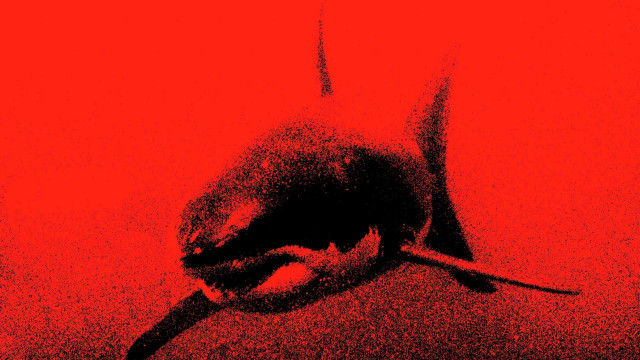 Bird red black conceptual lostfish free wallpaper - medium preview image