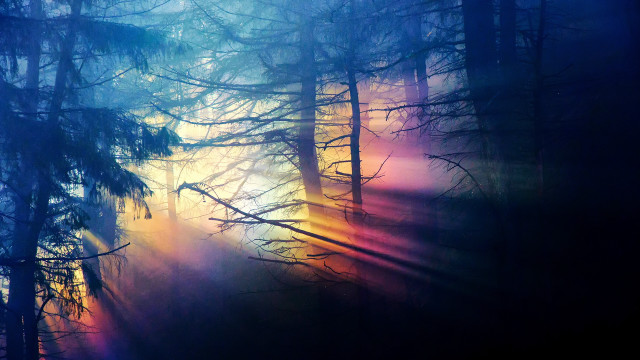 Bright forest holography volumetric light free wallpaper - medium preview image