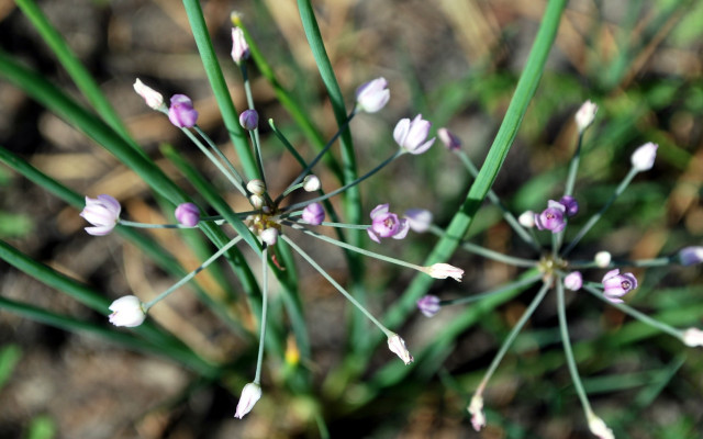 Purple white flower macro bokeh free wallpaper - medium preview image