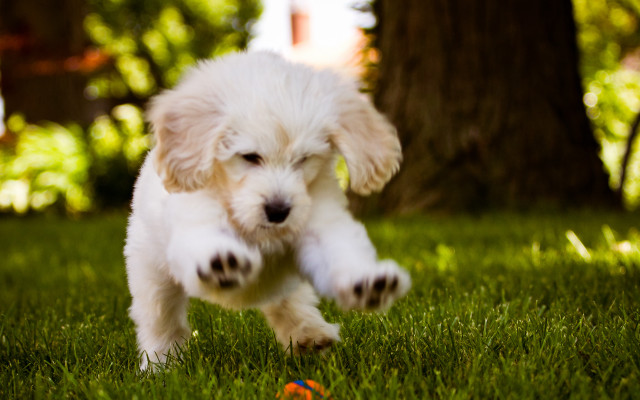 Puppy running grass ball paw free wallpaper - medium preview image