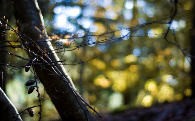 Branch leaves woods sunlight bokeh free wallpaper - medium preview image